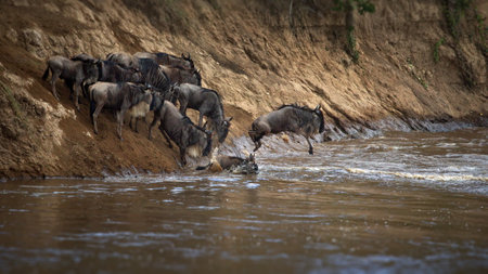 A group of buffalos in Masai Mara, Kenyaの写真素材