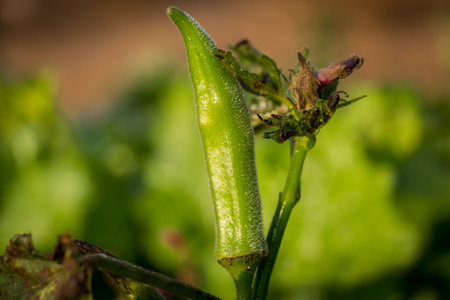 A closeup of the Okra plant. Abelmoschus esculentus.の写真素材