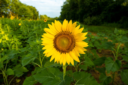A closeup shot of sunflower field