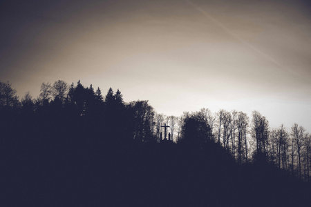 A silhouette of trees in the forest at night