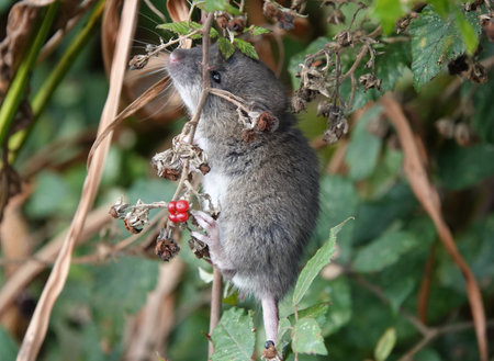 A brown rat foraging for food in a park in the UK