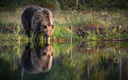 A big brown bear drinking from a lake and its mirroring reflection on the waterの写真素材