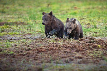 A two cute brown bear babies walking in a dirt in forest fieldの写真素材