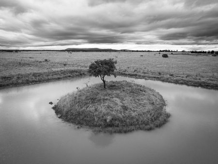 A grayscale shot of a tree on a small island in the middle of a lakeの写真素材