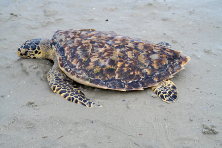A closeup of a dead turtle on the shore in Port Dickson beach, Negari Sembilan State, Malaysia