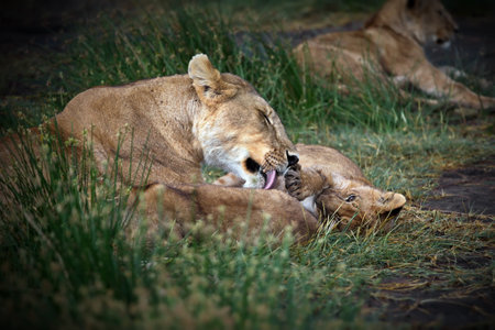 A field in Tanzania nature with lions and cubs during daylightの写真素材