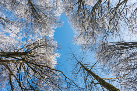 A low angle shot of a leafless trees covered with snow against a blue sky on a sunny day