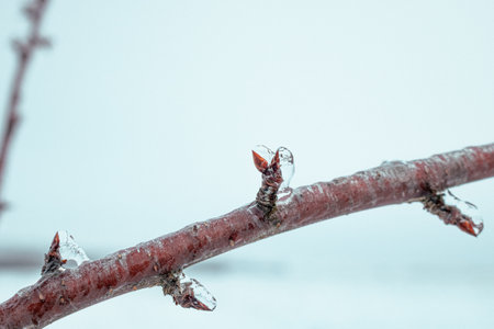 A closeup shot of apple tree branch with buds covered with iceの写真素材