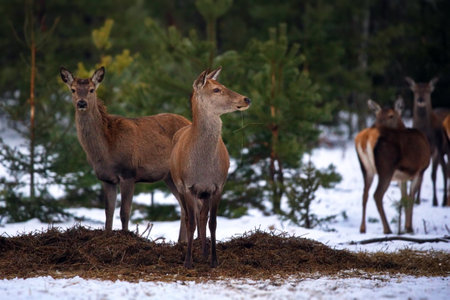 A beautiful shot of reindeers in a forest covered in snow in winter in Belarusの写真素材
