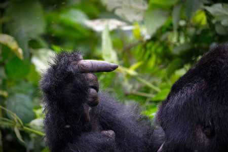 A closeup shot of a gorrila hand pointing at itself in a forest in Uganda