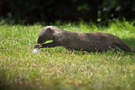 A mongoose with an egg in a grassy field in Israelの写真素材