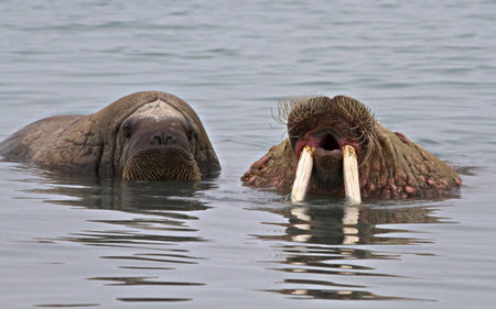 A close-up shot of seals swimming in the water in Svalbardの写真素材