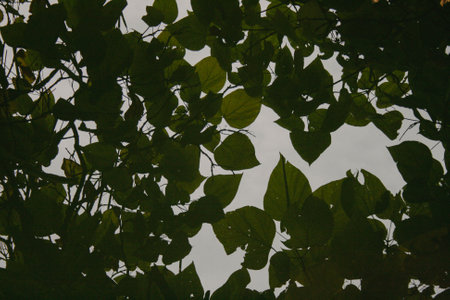 A low angle shot of green leaves