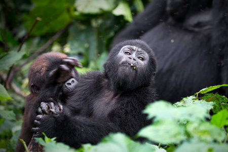 A closeup shot of a chimpanzee with its baby in Uganda