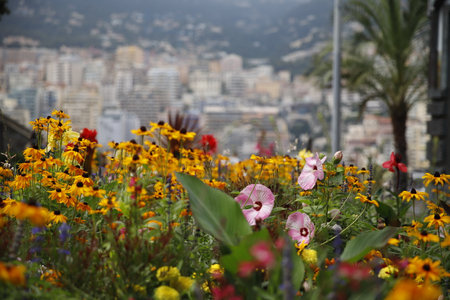 A beautiful flowers in a garden and a city in the background
