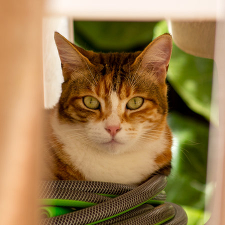 Cut cat in hose pipe