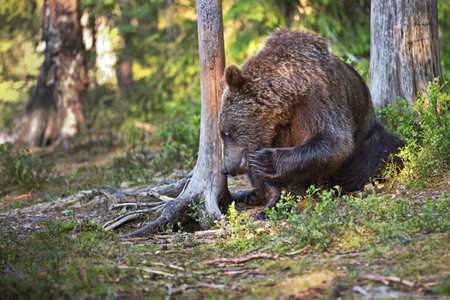 A big brown bear in the forest in Finland