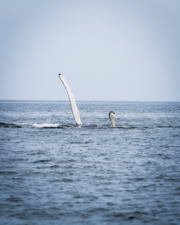 A Humpback whale in the waters of Northern Iceland