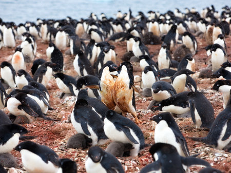 A group of penguins in their natural habitat in Antarcticaの写真素材
