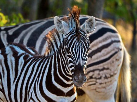 A closeup shot of a zebra  in the field on a sunny day in Namibiaの写真素材