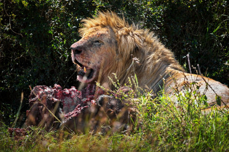 A lion eating its prey in Masai Mara, Kenyaの写真素材
