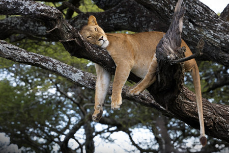 A low angle shot of a female lion sleeping in a tree in Tanzaniaの写真素材