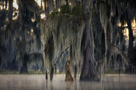 A beautiful shot of hanging trees near the water in Cypress swamps, USAの写真素材