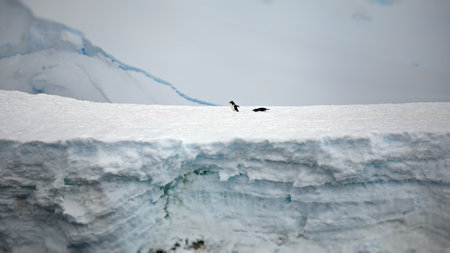 A landscape of hills covered in the ice and snow with penguins walking over it in Antarcticの写真素材