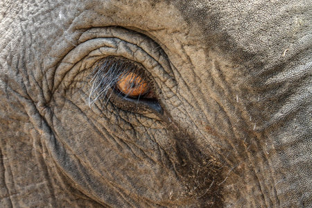 A closeup of the eye and eyelashes of an elephantの写真素材