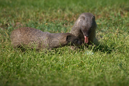 The mongeese in a grassy field in Israelの写真素材