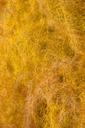 A vertical shot of yellowing grass in a field in the daylight in autumn in California
