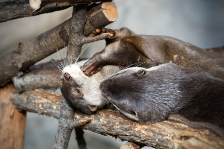 A couple of eurasian ottersの写真素材