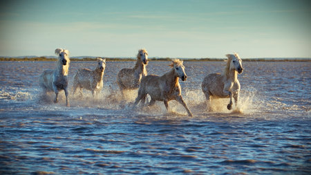 A beautiful shot of white horses running in the water during the day in Camargue, Franceの写真素材