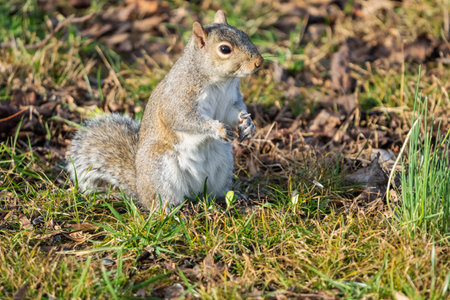 A closeup of a Gray Squirrel in the park