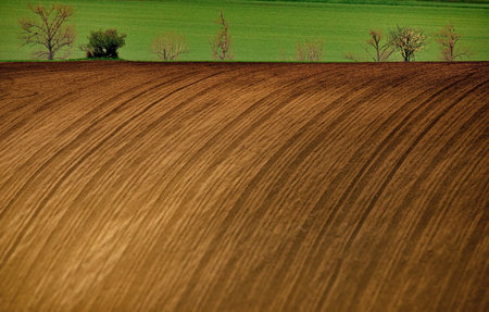 The processed field with trees and grass in Moravia, Czech Republicの写真素材