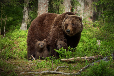 The little brown baby bears with mom in Finlandの写真素材