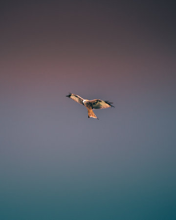 A vertical close-up shot of a buzzard flying freely in the