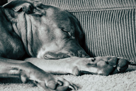 A grayscale shot of a dogの写真素材