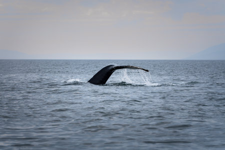 A closeup shot of the Humpback whale tail in the ocean of Northern Icelandの写真素材