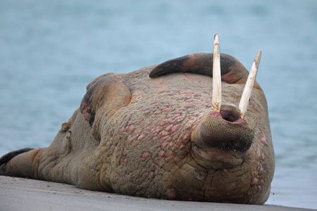 A big Walrus lying in the snowy habitat in Svalbard on a cold winter dayの写真素材