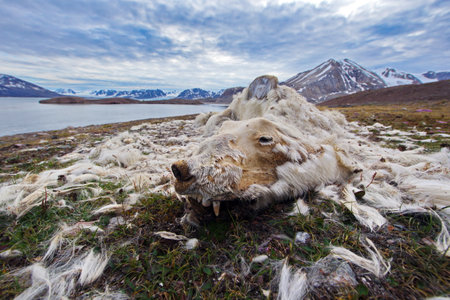 A closeup shot of a dead polar bear in Svalbard near the seaの写真素材