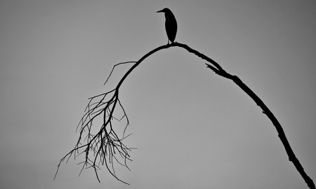 A black bird with a sharp beak sitting on a dry tree branch in Pantanal, Brasilの写真素材