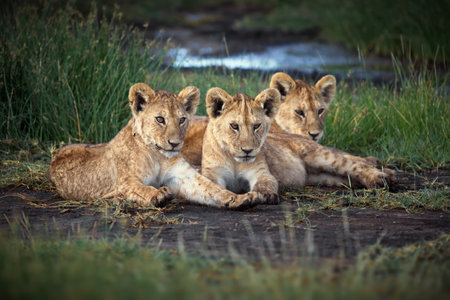 A group of baby lions in Tanzaniaの写真素材