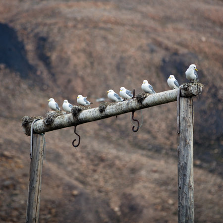 A group of seagulls perched on a wooden pole at Svalbard, Norwayの写真素材