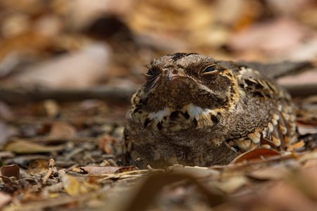 nocturnal indian and large tailed nightjar birds roostingの写真素材