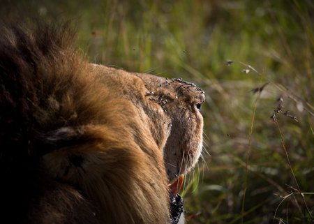 A closeup shot of bugs on a lion's snoutの写真素材