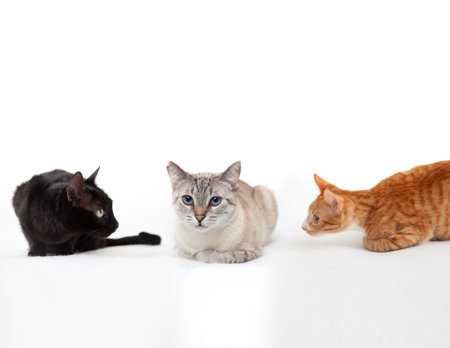 Three different cats isolated on a white backgroundの写真素材