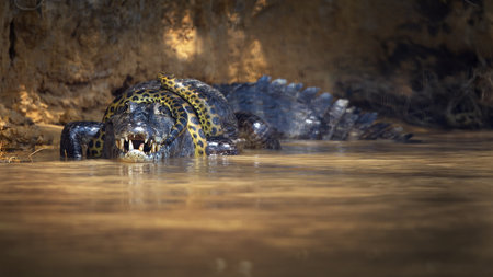 A selective focus of an anaconda snake wrapped around an alligator in a pond in Pantanal, Brazilの写真素材
