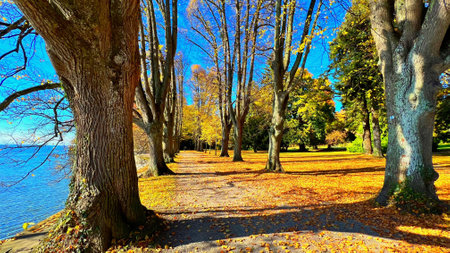 A beautiful view of an autumn landscape in Lindenhof Park with a lake surrounded by treesの写真素材