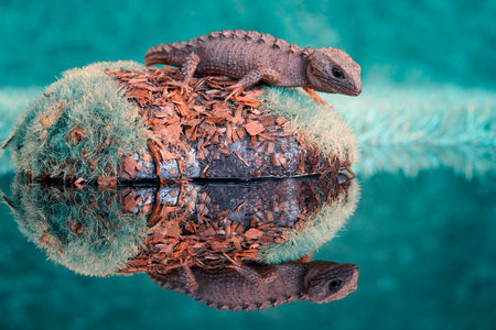 A closeup shot of a gecko on a rock with reflection on the calm water surfaceの写真素材